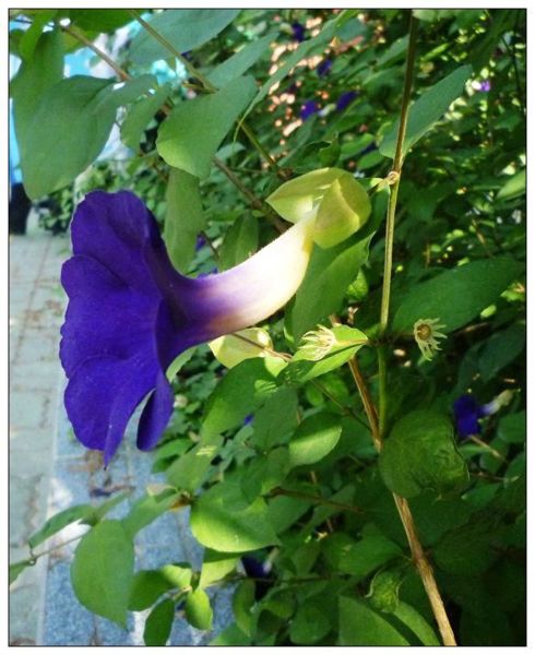 立鶴花 影像跤跡 udn部落格