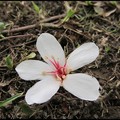 風鈴木。苦楝。木棉。櫻花。流蘇。藍花楹。蜀葵。桐花