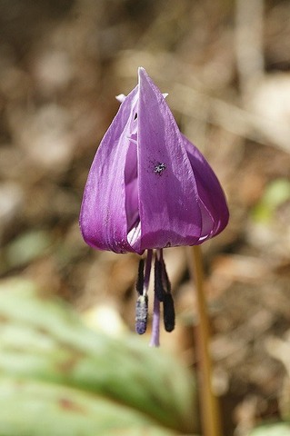 Shamrock Shamrock 的部落格