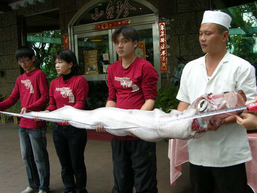 地震魚常被誤指皇帶魚 後者台灣海域還沒有出現記錄 聯合報嘉義地方新聞部落格 Udn部落格