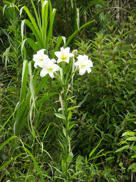 壓不扁阿里山百合花 聯合報嘉義地方新聞部落格 Udn部落格