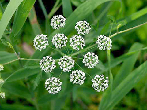 野芹菜花 御花園 Udn部落格