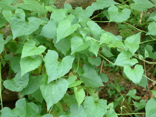 綠色之癌 蔓澤蘭 御花園 Udn部落格