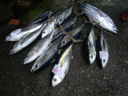 台東富岡魚市 不良家庭主婦 udn部落格