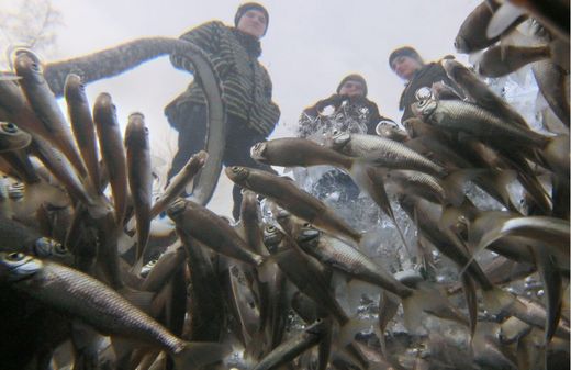 男子破冰救小魚然而冰面下的場景把他驚呆了 壹讀