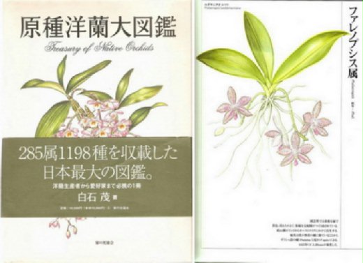 原種洋蘭大図鑑 Treasury of Native Orchids 蝴蝶蘭原生種的品系歸納-