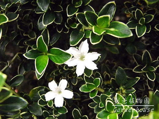 六月雪 劉爸植物園gardenhouse Udn部落格