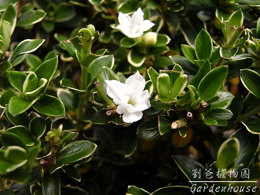 六月雪 劉爸植物園gardenhouse Udn部落格