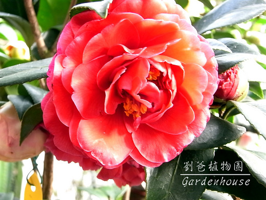 清香的山茶花 劉爸植物園gardenhouse Udn部落格