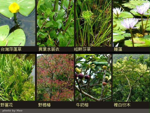 二子坪植物生態觀察 Hpc8 Udn部落格