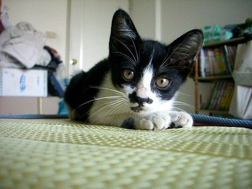 幫貼) 高雄，可愛的賓士貓要找家！(貓咪已經送出^^) - 林雨潔貓咪中途 