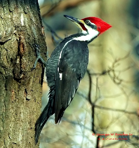 【啄木鳥】啄木鳥雪印 TouPeenSeen部落格