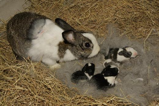 動物保母講古 5月推出動物的繁殖與育幼 楊梅新聞網 中壢新聞網 桃園新聞網 Udn部落格