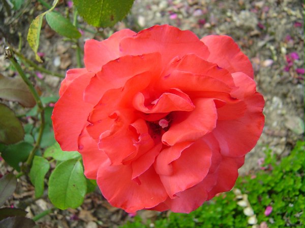 巴黎拉賓紀念公園-玫瑰花