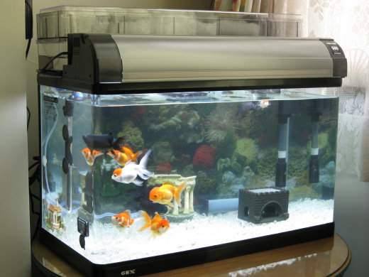 Gex 60cm Fish Tank With White Quartz 極地之夢 Arctic Dream Udn相簿