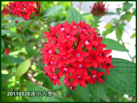 逢甲大學 繁星花 凡人默默的天空 Udn相簿