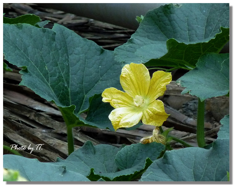 瓠瓜花ㄇ Tiffany T 踢的行腳記錄 Udn相簿