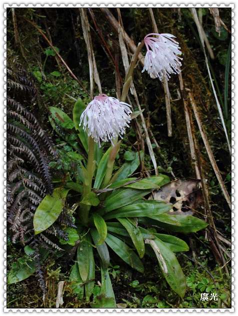 台灣胡麻花 4 廣光的部落格 Udn相簿