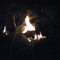幾個天燈被風吹歪，掛在樹梢著火了