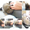 PP在颱風天，從八卦山上撿回了一隻松鼠，她把松鼠養在宿舍裡，和松鼠建立起深厚的情誼。