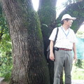在公學校對面的一棵樟樹下，鄧相揚老師開始講授＜霧社事件＞的始末。
