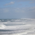 muriwai beach