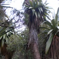 giant cabbage trees