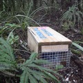 stoat trap
