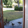 孔雀就在家門口 , LA