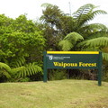 waipoua forest