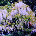 杭州西湖白藤花