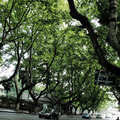 杭州南山路茂密的梧桐樹
