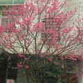 櫻花盛開時