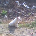 陽光下的白貓