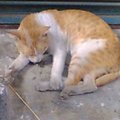 大成街上午睡的黃貓