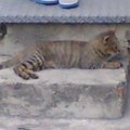 明湖路內住宅階梯上的虎斑貓