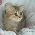 他是在2010/05/20所出生小貓咪，非常活潑可愛的小公貓。