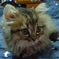 2011/08/20帶回的，是一隻非常活潑地小公貓。