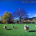 「紐西蘭」一生中不能錯過！
紐西蘭境內很多地方都保留了原始自然景觀
大自然美景天成乾淨無污染的國度。圖庫使用權租售(非獨佔使用)1200元/張

【巨傑商品攝影】 Mike 攝影師  02-82421135