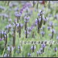 平價影像圖庫 花卉素材圖庫攝影 數位影像圖片租用21