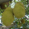 菠蘿蜜~~許多小果集聚而成的聚合果。