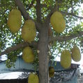 菠蘿蜜，桑科，原產於印度。