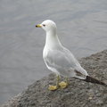 海鳥~~渥太華河畔。