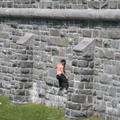 在城牆，練習攀岩。