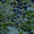 藍莓 (Blueberry)