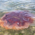 粉紅色的水母~~Jellyfish