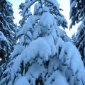 白雪粧點樹木