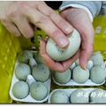 羅東農會 養生皮蛋養生皮蛋工場人員用手指敲皮蛋檢測品質