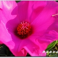 松葉牡丹花色有紅、紫、黃、白等色，色彩瑰麗悅目，常在豔陽下大放異彩。