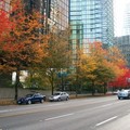 十月的加拿大溫哥華
滿地楓紅
令人滿心歡喜